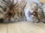 Cats Carousel 8