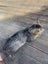 Cats Carousel 10