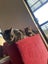 Cats Carousel 12