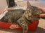 Cats Carousel 15