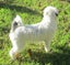HUMANE SOCIETY RESCUE DOG - FRIDA, A MALTESE / JACK RUSSELL X Carousel 2