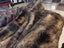 New KING Blanket Natural Brown Real NZ Possum Full Fur Throw - No Reserve! B6523 Carousel 3