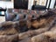 New KING Blanket Natural Brown Real NZ Possum Full Fur Throw - No Reserve! B6523 Carousel 5