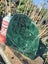 Nz Pounamu carvers stone 2kg #4106 Carousel 2
