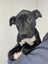 "SAMMY" pound rescue ARAN Rescue Whanganui Carousel 1