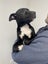 "SAMMY" pound rescue ARAN Rescue Whanganui Carousel 2