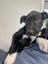 "SAMMY" pound rescue ARAN Rescue Whanganui Carousel 4