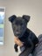 "DAISY" Collie Pup- pound rescue ARAN Rescue Whanganui Carousel 3