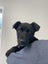 "DAISY" Collie Pup- pound rescue ARAN Rescue Whanganui Carousel 4