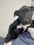 "SAMMY" pound rescue ARAN Rescue Whanganui Carousel 5