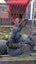 Flemish giant babies Carousel 4