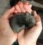 Flemish giant babies Carousel 5