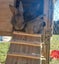 Flemish giant babies Carousel 9