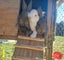 Flemish giant babies Carousel 11