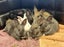Flemish giant babies Carousel 12
