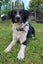 Meet Comet - 18month old Border Collie/Labrador Carousel 1