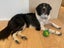 Meet Comet - 18month old Border Collie/Labrador Carousel 4