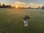 Meet Comet - 18month old Border Collie/Labrador Carousel 3