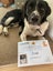Meet Comet - 18month old Border Collie/Labrador Carousel 5