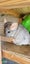 Chinchilla Carousel 3