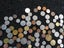 Coin collection-$1res Carousel 8