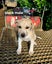 Pig dog pups Carousel 3