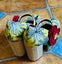 Irregular Choice, Matinee heels, size 5 (36) NEVER WORN, AS NEW Carousel 4