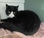 Furrytails Await – Adopt a kitten or cat for just $60 Carousel 4