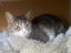 Furrytails Await – Adopt a kitten or cat for just $60 Carousel 5