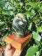 Southwestland NZ Pounamu touchstone Matai Base Carousel 5