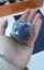 Purple Cubic fluorite with little pyrite bits Carousel 9