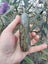 Nz Pounamu hokitika beach find #6 Carousel 3