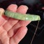Greenstone pounamu Marsden flower jade curved pendant - breast plate Carousel 9
