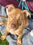 Paxton - PUPPY Pound Hounds Rescue Carousel 5