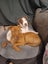Paxton - PUPPY Pound Hounds Rescue Carousel 8
