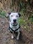 Izzy is ready for her forever home Carousel 1