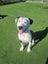 Izzy is ready for her forever home Carousel 3