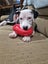 Izzy is ready for her forever home Carousel 4