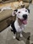 Izzy is ready for her forever home Carousel 5
