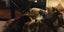 CAT RESCUE CHCH - Ready For Adoption Jordy Carousel 12