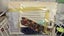 Junk Journal starter pack Carousel 12