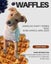 Waffles-Pukekohe Adoption Centre Carousel 1