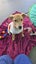 Waffles-Pukekohe Adoption Centre Carousel 2