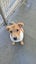 Waffles-Pukekohe Adoption Centre Carousel 5