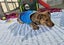 Benedict-Pukekohe Adoption Centre Carousel 5