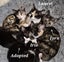 Laurel & Fern - bonded sisters available for adoption Carousel 4