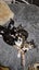 Laurel & Fern - bonded sisters available for adoption Carousel 16