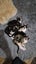 Laurel & Fern - bonded sisters available for adoption Carousel 17