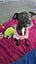 Pikelet-Pukekohe Adoption Centre Carousel 3