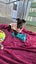 Pikelet-Pukekohe Adoption Centre Carousel 4